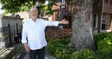 Sembol caminin 6 asırlık çınarı yıldırımlara rağmen ayakta