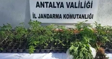 Serasında Kenevir Yakalanan Kadın: Hastalığa İyi Geliyor