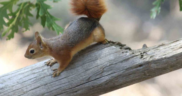 Sevimli Kızıl Sincap Piknikte Moralleri Yükseltti