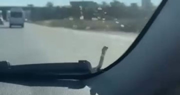Seyir halindeki aracın kaputunda yılan paniği