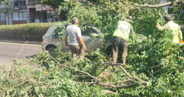 Seyir halindeki otomobilin üzerine ağaç devrildi