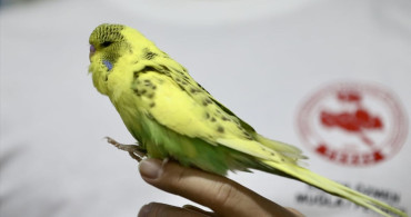 Sezer Özmen'in Muhabbet Kuşlarına Sevgisi: Konteynerde Yaşam Alanı