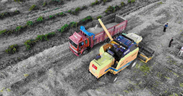 Sezonun ilk arpa hasadı başladı: verim geçen yıla oranla yüksek