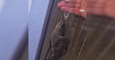 Sıcak havadan etkilenen ebabil kuşu, su ile hayata döndü