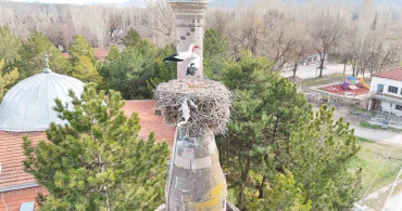 Şıhbarak Mahallesi'nde Leylekler Baharın Gelişini Müjdeliyor