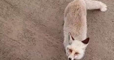 Siirt'te Aç Kalan Tilki İşçilerin Yanına Geldi