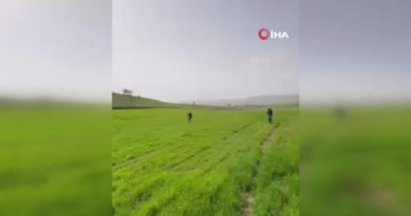 Siirt'te Çiftçiler Eski Usullerle Gübreleme Yapıyor