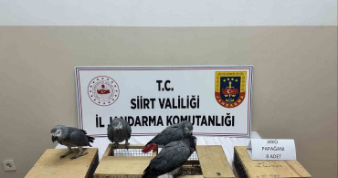 Siirt'te Kaçak Jako Papağanlar Ele Geçirildi