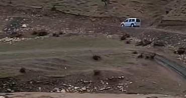 Siirt'te Sağanak Yağış Hayvancılığı Olumsuz Etkiledi