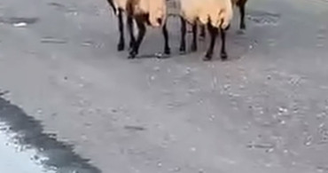 Siirt’te zehirlendiği iddia edilen 32 küçükbaş hayvan telef oldu