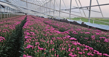 Simav'da Kesme Çiçek Üretimi İle Alternatif Tarım