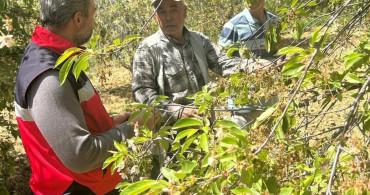 Simav'da Kiraz ve Vişne Bahçelerinde Hastalık Tespiti Yapıldı