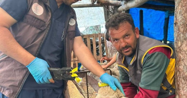 Simav'da küçükbaş hayvanlara aşılama ve küpeleme çalışması
