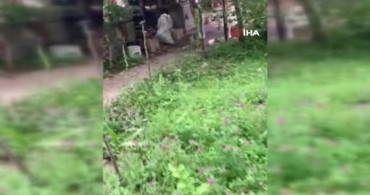 Sincap ceviz bulamayınca kabı protesto etti