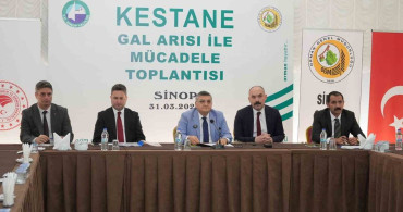 Sinop Kestanesi Tehlikede: Gal Arısı Üretimi Vuruyor