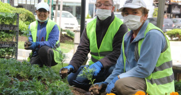Sinop Yaz Sezonunu Açtı! 40 Bin Çiçek Ekiliyor