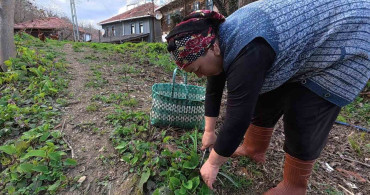 Sinop'ta Baharın Tadı: Zılbıt Pazarlarda İlgi Odağı