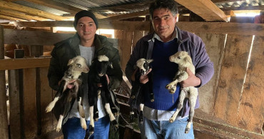 Sinop'ta Bir Koyun Rekor Kırdı: Tek Batında 4 Kuzu Doğurdu