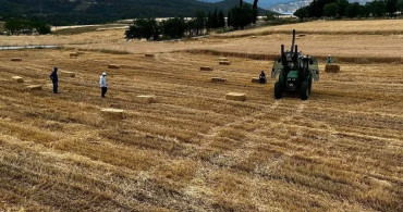 Sinop'ta buğday hasadı başladı