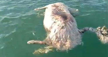 Sinop'ta Denizde Ölü İnek Bulundu