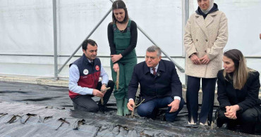 Sinop'ta IPARD Destekli Gül Fidanları Toprakla Buluştu