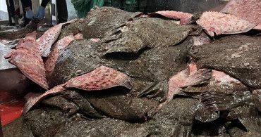 Sinop'ta Kaçak Avlanan 491 Kalkan Balığına El Konuldu