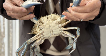 Sinop'ta Nadir Görülen Mavi Yengeç Avlandı
