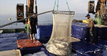 Sinop'ta Somon Üretimi Rekor Seviyeye Ulaştı