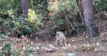 Sinop'ta Yaban Hayatı: Çakalın Ekmeği Kapma Anı