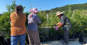 Sinop'ta yaban mersini hasadı başladı