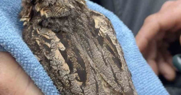 Sinop'ta Yaralı Çoban Aldatan Kuşun Tedavisi Başladı
