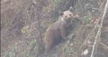 Sinop'ta Yavru Ayı Yolda Görüntülendi