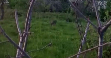 Sinop'ta Yavru Karaca Görüntülendi