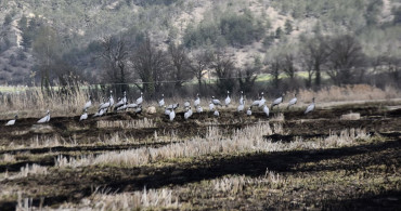 Sinop'taki Cuma Ovası'nda Mola Veren Göçmen Turnalar