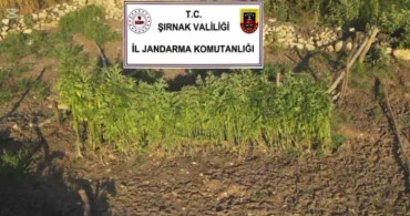 Şırnak merkezli 3 ilde uyuşturucu operasyonu: 5 gözaltı