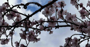 Şırnak'ta Badem Ağaçları Çiçek Açtı