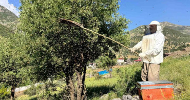 Şırnak'ta bu yıl arılar için bereketli geçiyor