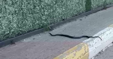 Şırnak'ta Dikey Bahçede Yılan Paniği
