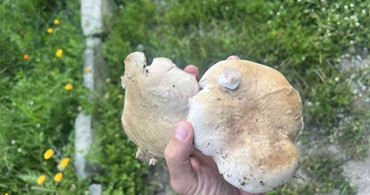 Şırnak’ta sadece14 gün yetişen mantarın kilosu 120 TL