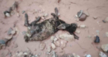 Şırnak'ta Sel, Göçerleri Zor Durumda Bıraktı