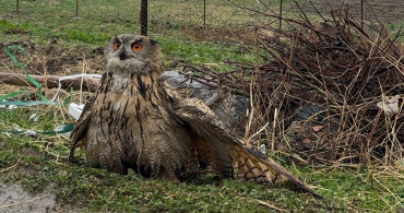 Şırnak'ta Yaralı Baykuş Tedavi Altına Alındı