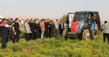 Şırnak'ta Yer Fıstığı Hasat Şenliği Coşkusu
