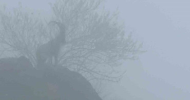 Sisli Havada Dağ Keçilerinin Görsel Şöleni