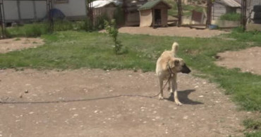 Sivas Kangalları: Dünyanın En Güçlü Çene Basıncına Sahip Köpek Irkı
