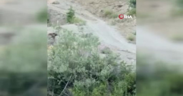 Sivas’ta anne ayı ve yavrusu cep telefonuyla görüntülendi