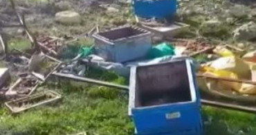 Sivas'ta Ayı Arı Kovanlarına Saldırdı