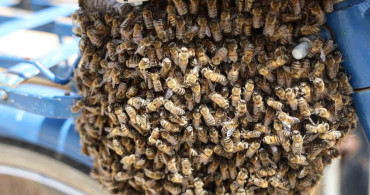 Sivas'ta bisiklet üzerine toplanan arılar merak uyandırdı