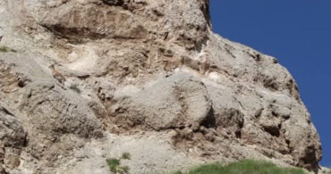 Sivas'ta Dağ Keçileri Kamere Yansıdı