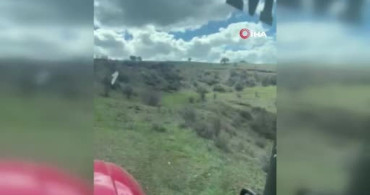 Sivas’ta Domuz Sürüsü Çiftçinin Kamerasında