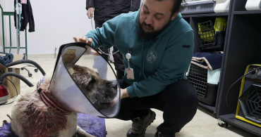 Sivas’ta Kangal Köpeği Tolo’nun Tümör Ameliyatı Başarıyla Gerçekleşti